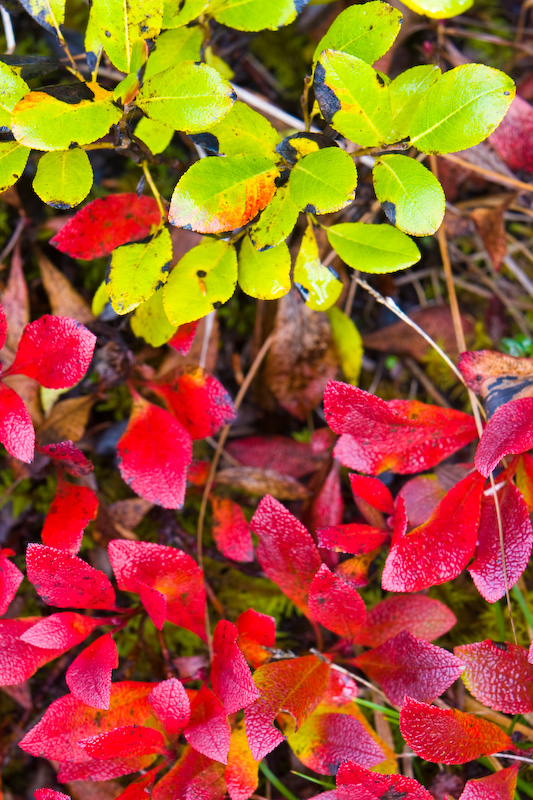 Fall Color